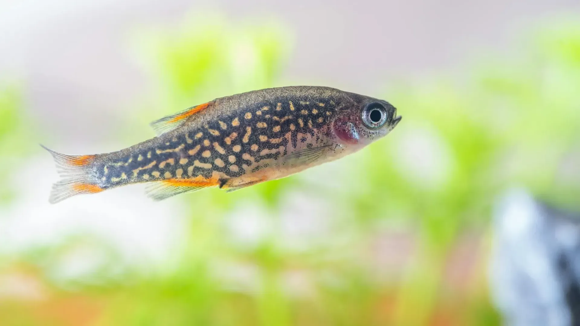 Celestial Pearl Danio